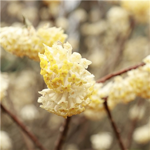 Edgeworthia Chrysantha 'Honey Sunshine'